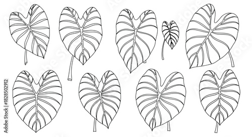 Collection of hand drawn elephant ear plant leaves in black and white outline