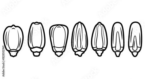 Collection of stylized outline drawings of different types of seeds