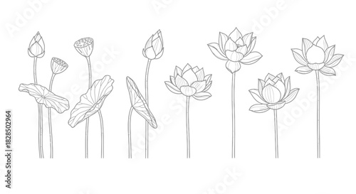Collection of delicate hand drawn lotus flowers and buds in outline style