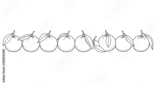 Hand drawn line of oranges with leaves in black and white sketch style
