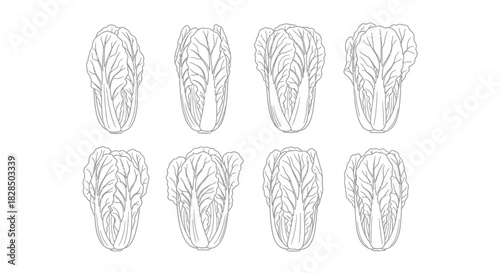 Eight stylized line drawings of dried corn cobs on a white background