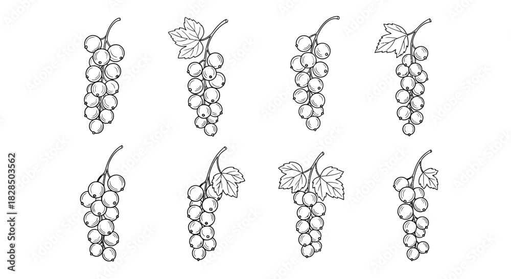 Fototapeta premium Collection of hand drawn grape clusters in sketch style