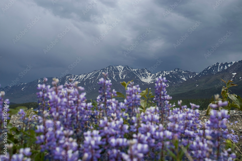 Obraz premium Lupine flowers in Alaska