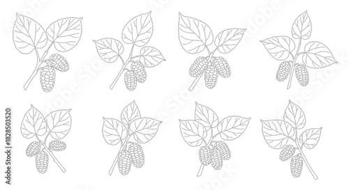 Collection of eight hand drawn botanical illustrations of leaves and berries