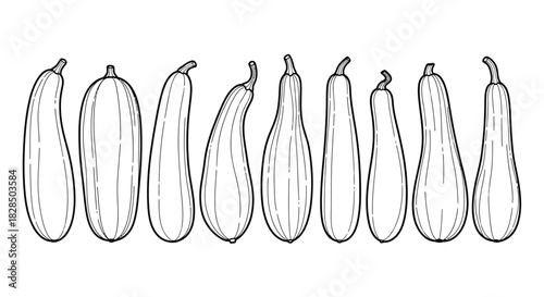 Collection of hand drawn zucchini and squash varieties in sketch style