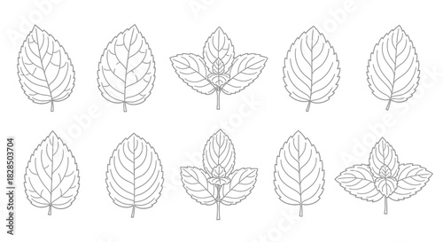Collection of hand drawn botanical leaf illustrations in black and white