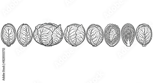 Line drawing of a cabbage and several hop cones in a row