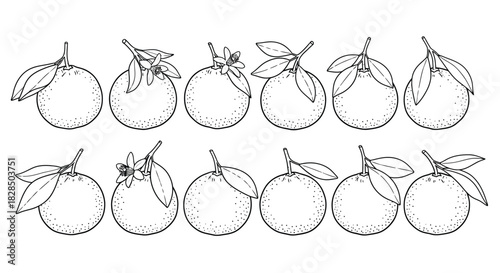 Collection of hand drawn citrus fruits with leaves in black and white outline