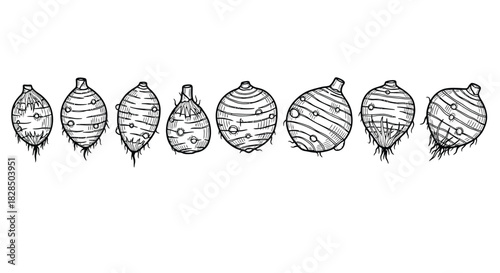 Collection of hand drawn illustrations of various root vegetables and tubers