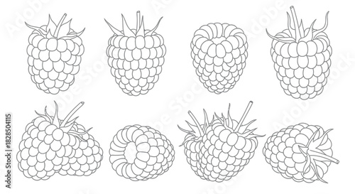 Collection of hand drawn raspberry illustrations in black and white outline style