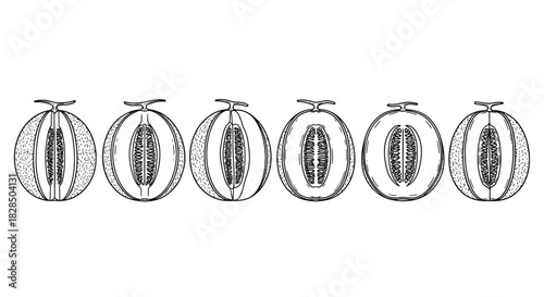 Row of six hand drawn cantaloupe melons cut in half on white background