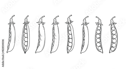 Hand drawn sketch of multiple pea pods in a row black and white