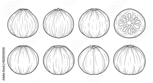 Collection of hand drawn illustrations of whole and sliced kiwifruit