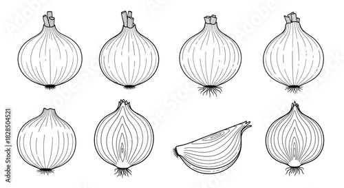 Hand drawn sketch of fresh onions and onion slice illustration