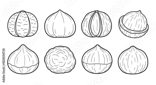 Collection of hand drawn hazelnuts and walnuts in shell and shelled