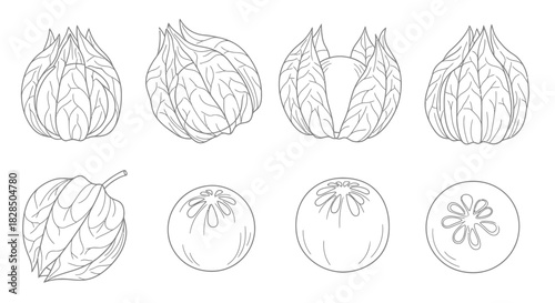Collection of hand drawn illustrations of star fruit slices and whole fruit