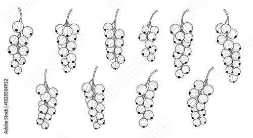 Hand drawn illustration of multiple bunches of red currants