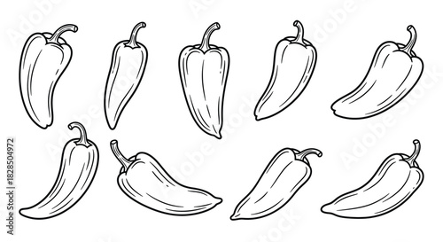 Hand drawn sketch collection of various chili peppers on white background