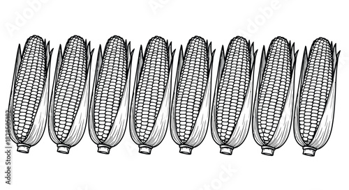 Row of hand drawn corn cobs illustration on white background