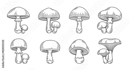 Collection of hand drawn mushroom illustrations in black and white