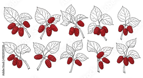 Hand drawn illustration of red berries on branches with leaves