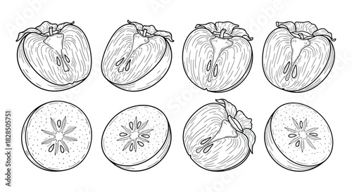 Hand drawn sketch of persimmon fruit halves and slices