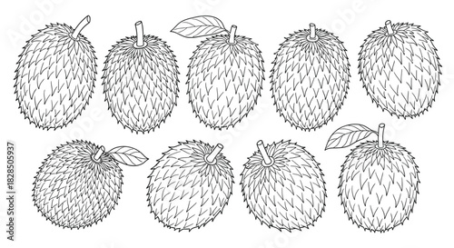 Hand drawn illustration of soursop fruits with leaves in black and white