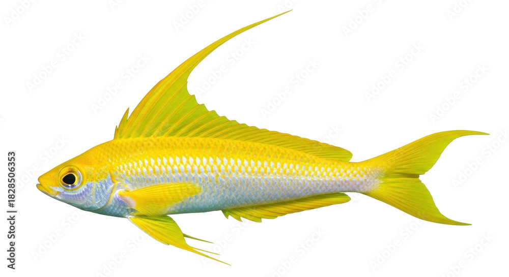 Fototapeta premium Isolated Yellow Longfin Anthias swimming, attractive saltwater fish, underwater aquatic life