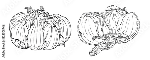 Set, clip art of monochrome botanical fragrant spice drawing of head and clove of garlic isolated. Graphic hand drawn ink vector
