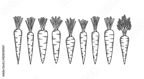 Hand drawn line art illustration of fresh carrots with green tops