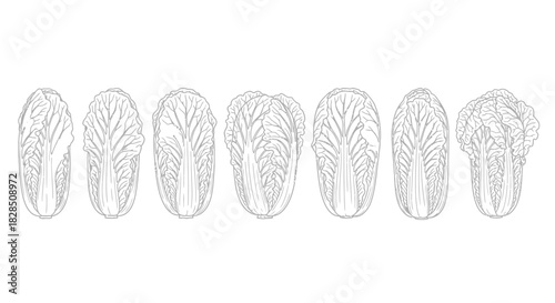 Line drawing illustration of seven identical chinese cabbage leaves arranged in a row