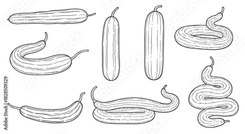 Collection of hand drawn zucchini and squash vegetable illustrations