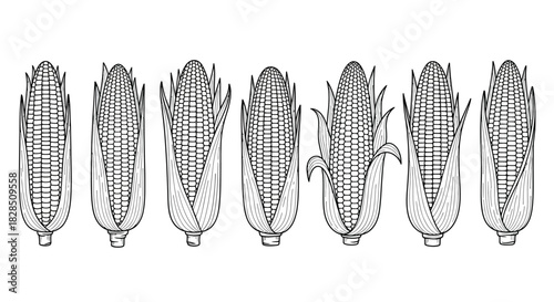 Row of detailed black and white illustrations of corn on the cob