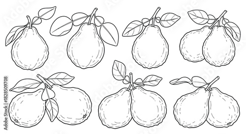 Hand drawn sketch of ripe pears with leaves on white background