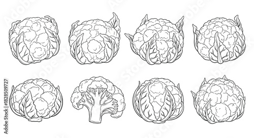 Collection of hand drawn artichoke illustrations in black and white line art