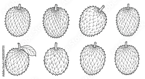 Collection of hand drawn soursop fruits in black and white sketch style
