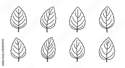 Set of eight hand drawn outline leaves with textured detail