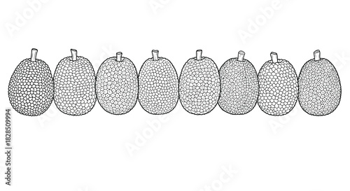 Row of hand drawn jackfruit illustrations on white background