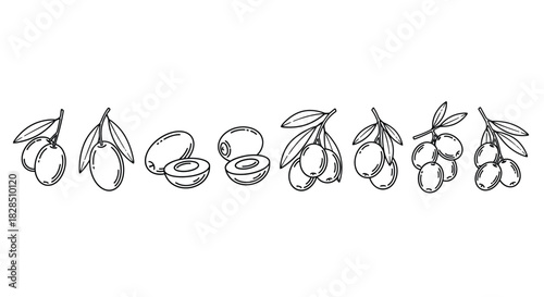 Hand drawn sketch of various fruits on branches with leaves