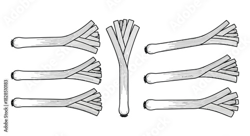 Hand drawn illustration of leeks in a botanical sketch style