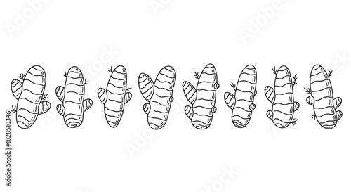 Line drawing illustration of multiple ginger roots arranged in a row