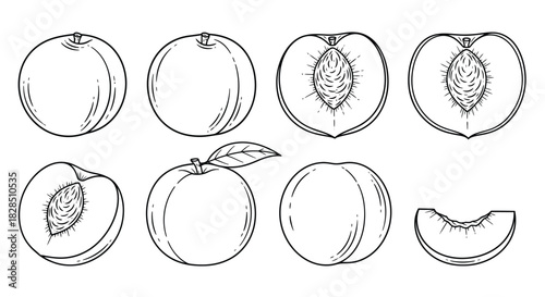 Hand drawn sketch of peaches and slices isolated on white background