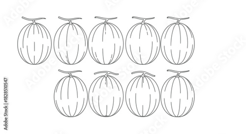 Hand drawn illustration of ten ripe melons arranged in two rows on a white background