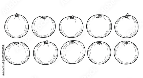 Hand drawn sketch of ten oval shaped kiwi fruit slices