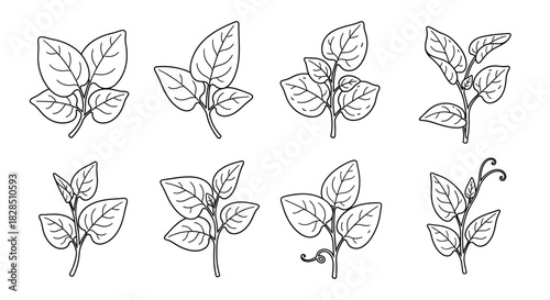 Collection of eight hand drawn botanical illustrations of leafy branches