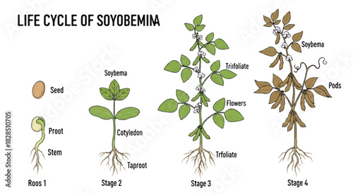 Soybean plant life cycle flat 2D vector illustration detailing agricultural growth stages, featuring roots, stems, leaves, and final mature soybean pods isolated on a clean white background.
