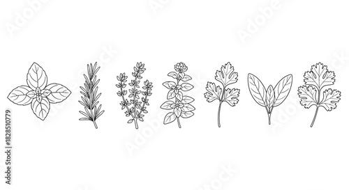 Collection of hand drawn botanical illustrations of herbs and flowers