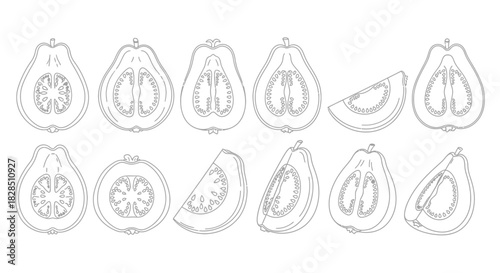 Collection of hand drawn papaya fruit illustrations in various cuts and angles