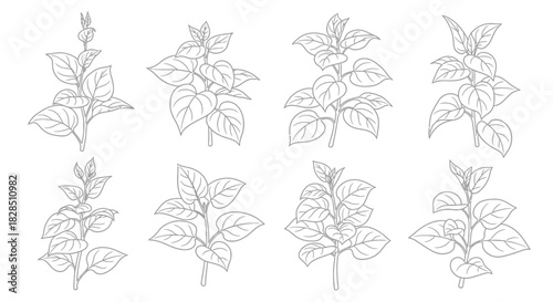 Collection of hand drawn botanical illustrations of leafy stems