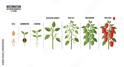 Flat 2D vector infographic detailing the complete pepper plant life cycle, illustrating every growing phase including seeding, sprouting, blooming, and fruit ripening on a white backdrop.